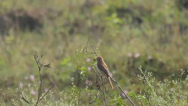 Brown Shrike - ML613215664