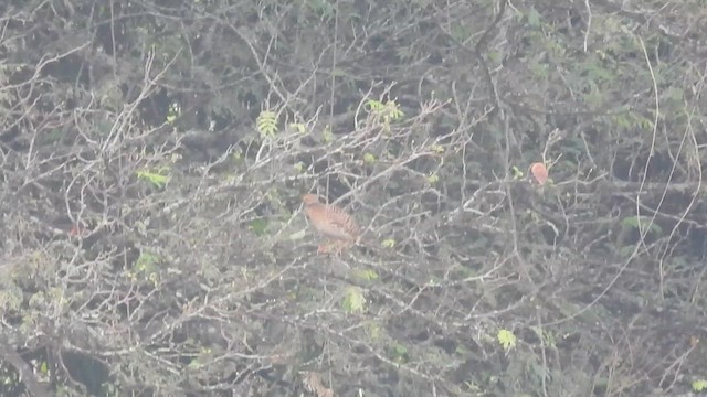 Gray Francolin - ML613215670