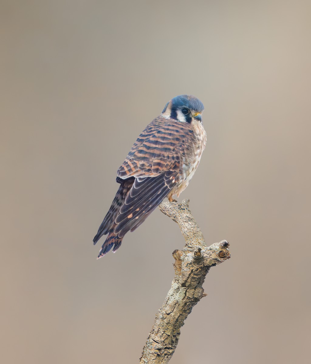 American Kestrel - ML613215693