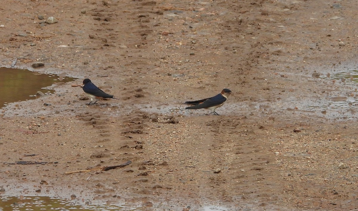 Red-rumped Swallow - ML613215694