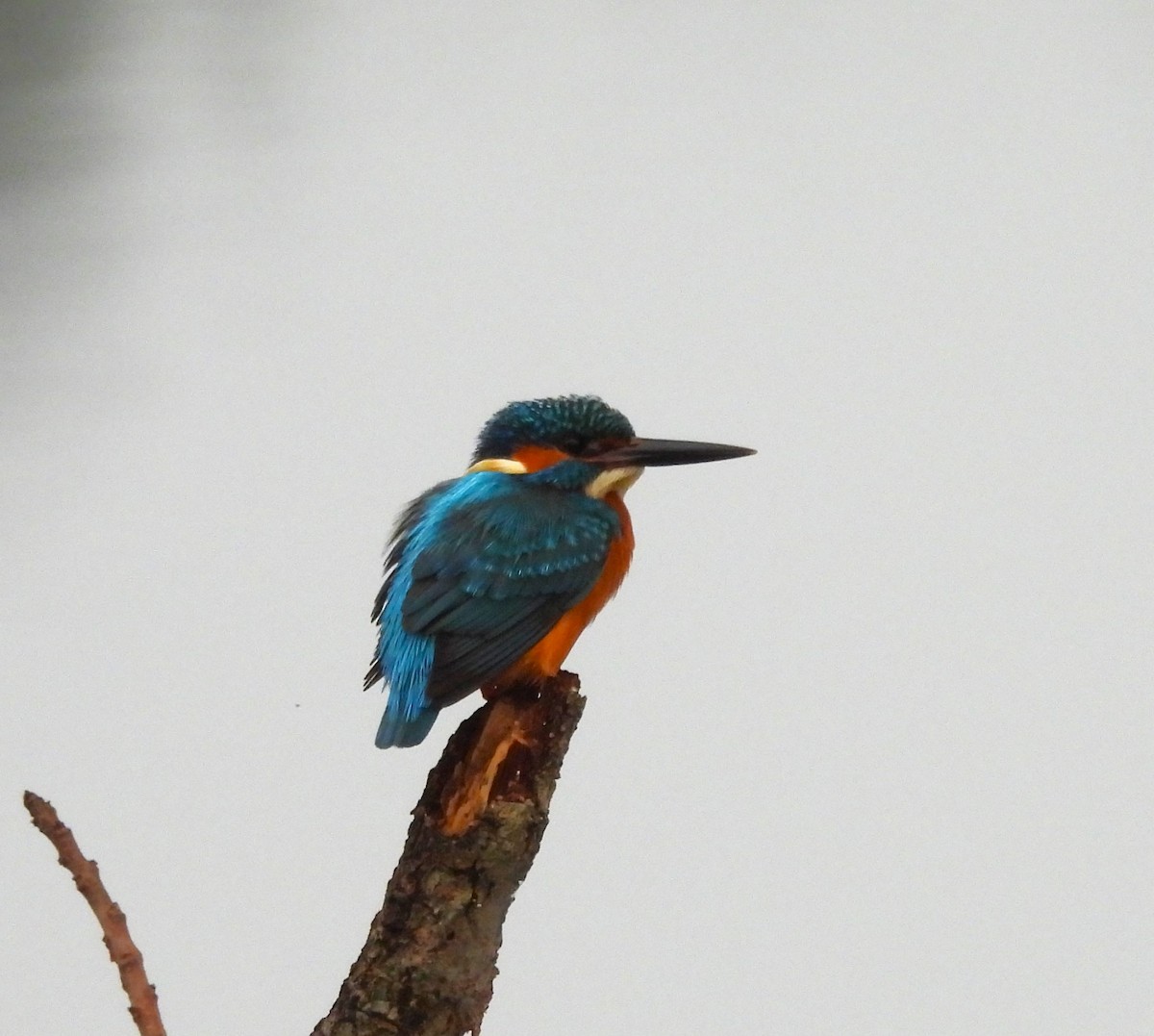 Common Kingfisher - ML613215698