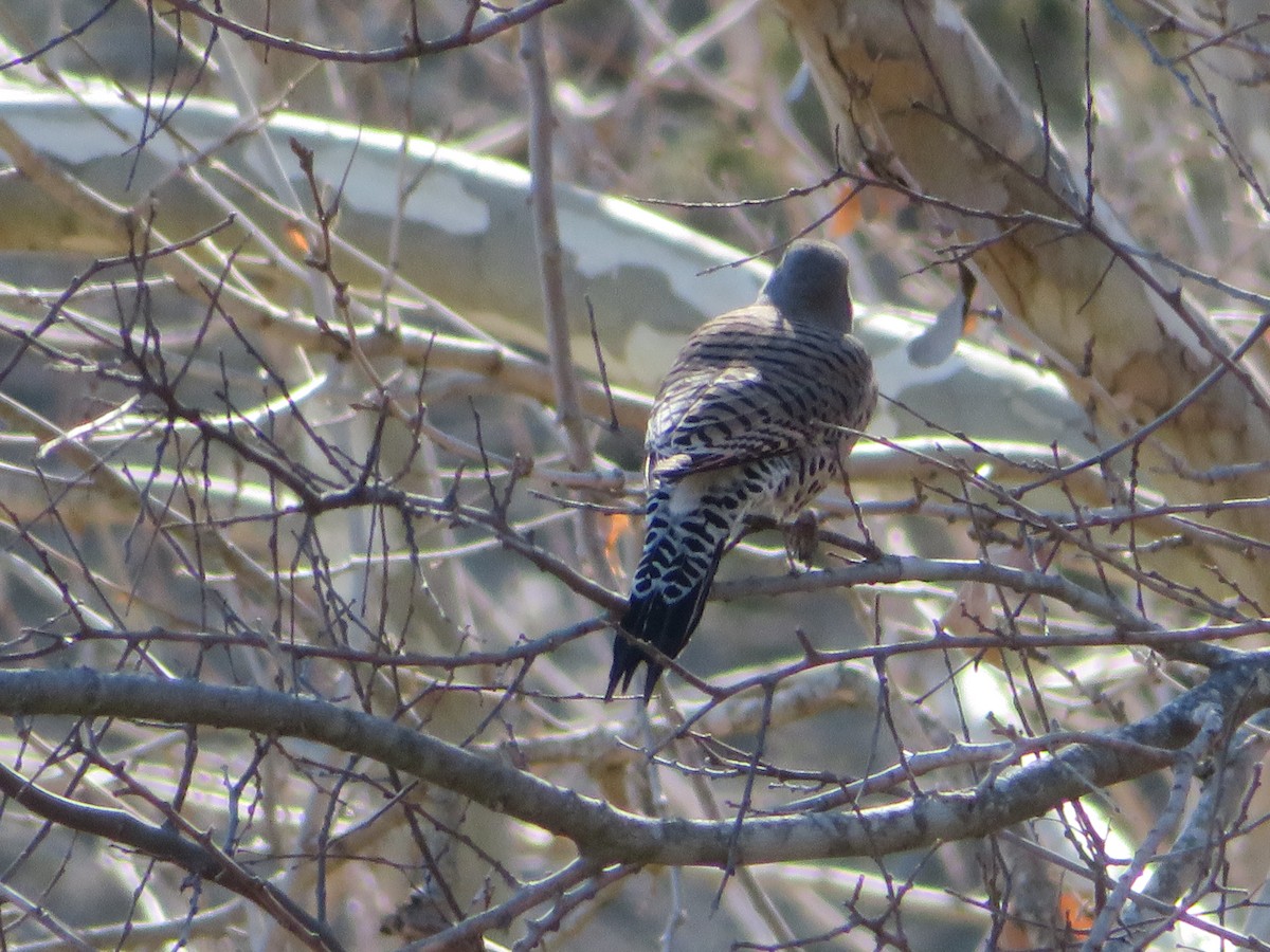 Northern Flicker (Yellow-shafted x Red-shafted) - ML613215733