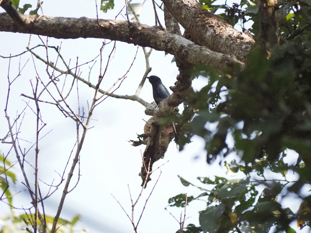 Çatal Kuyruklu Drongo Guguğu - ML613215751