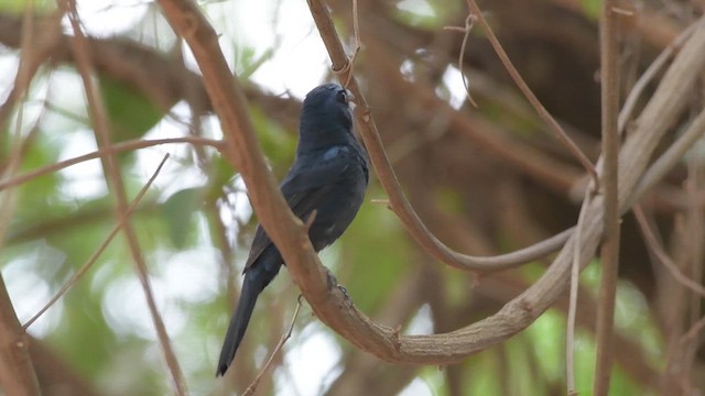 Ultramarine Grosbeak - ML613215811