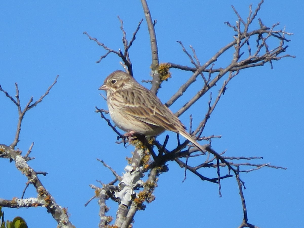 Vesper Sparrow - Paul Sellin