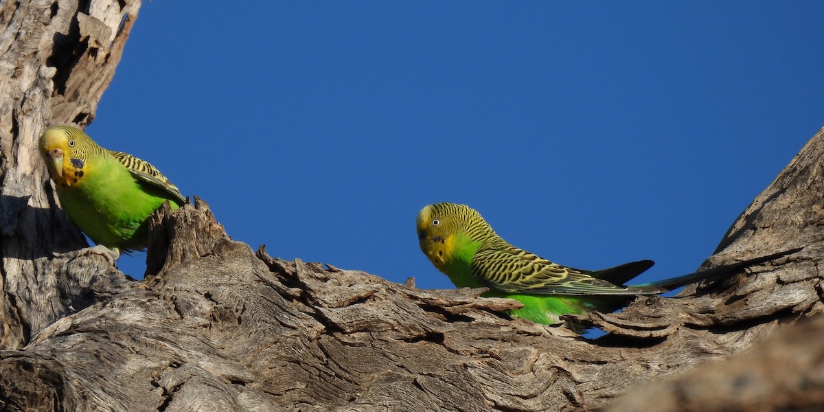 Budgerigar - ML613215837