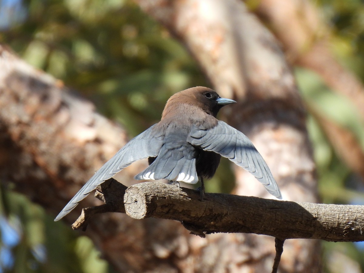 Little Woodswallow - ML613215850