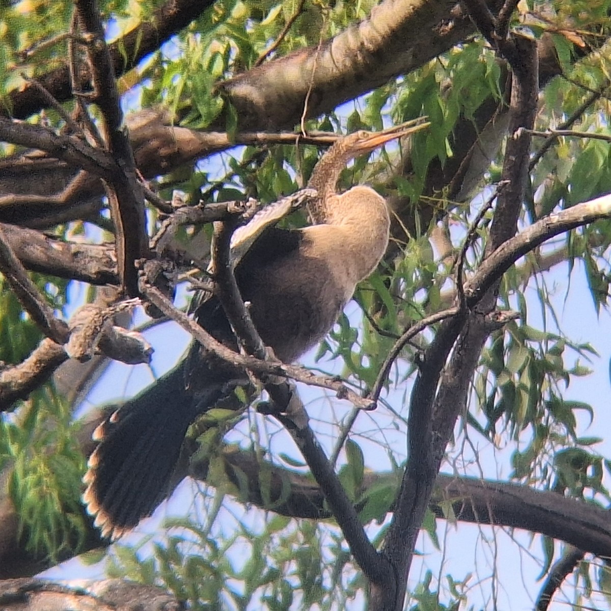 Anhinga - Amanda Starbuck