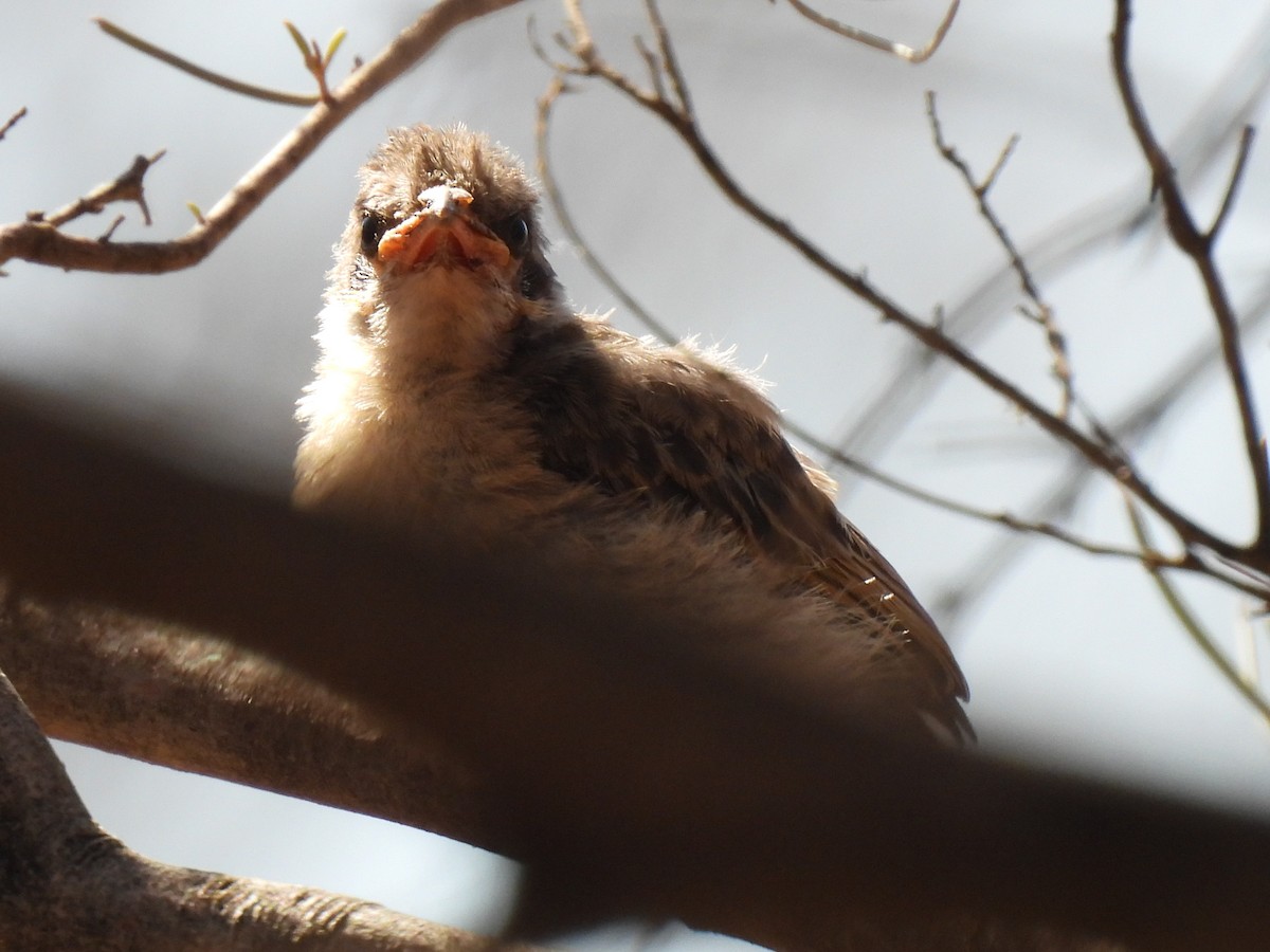 Spiny-cheeked Honeyeater - ML613215888