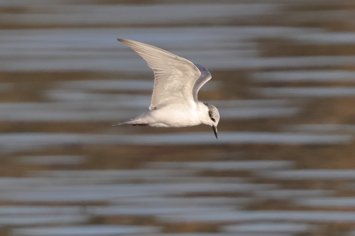 Guifette leucoptère - ML613215889