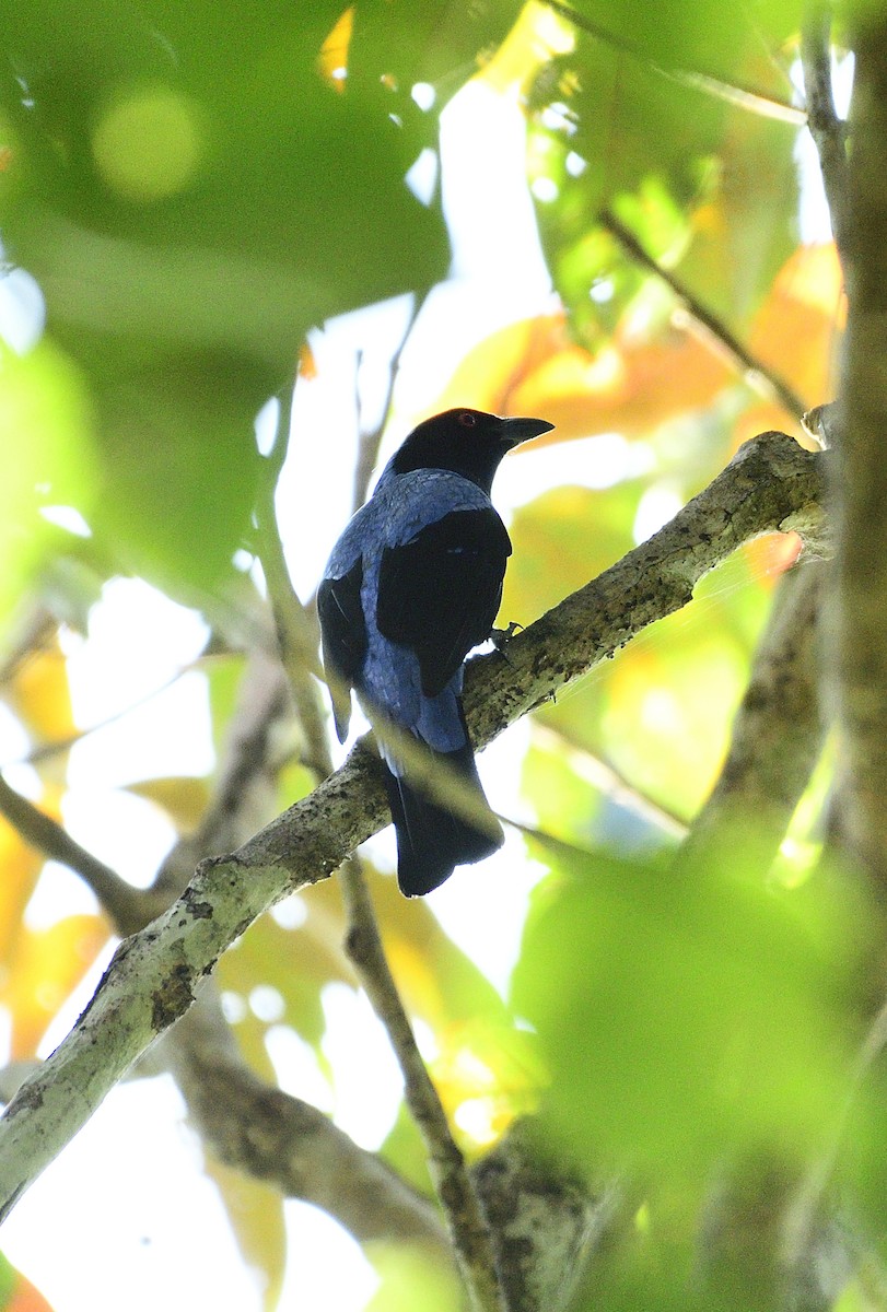 Asian Fairy-bluebird - Angshuman Roychoudhury
