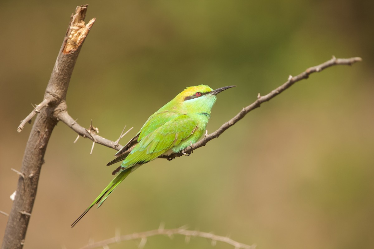 Asian Green Bee-eater - ML613215963
