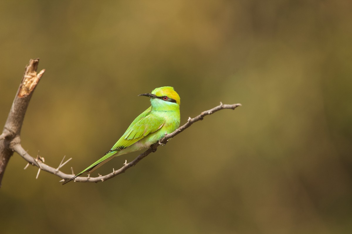 Asian Green Bee-eater - ML613215964