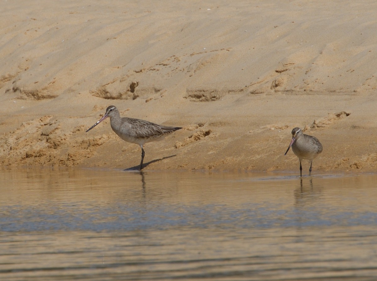 Bar-tailed Godwit - Woody Gillies