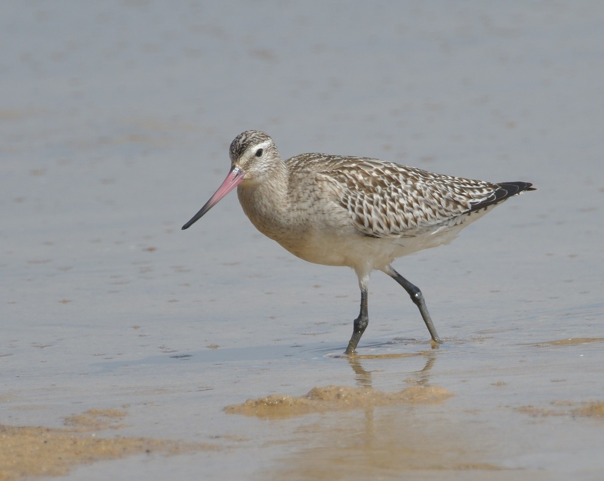 Bar-tailed Godwit - ML613215967