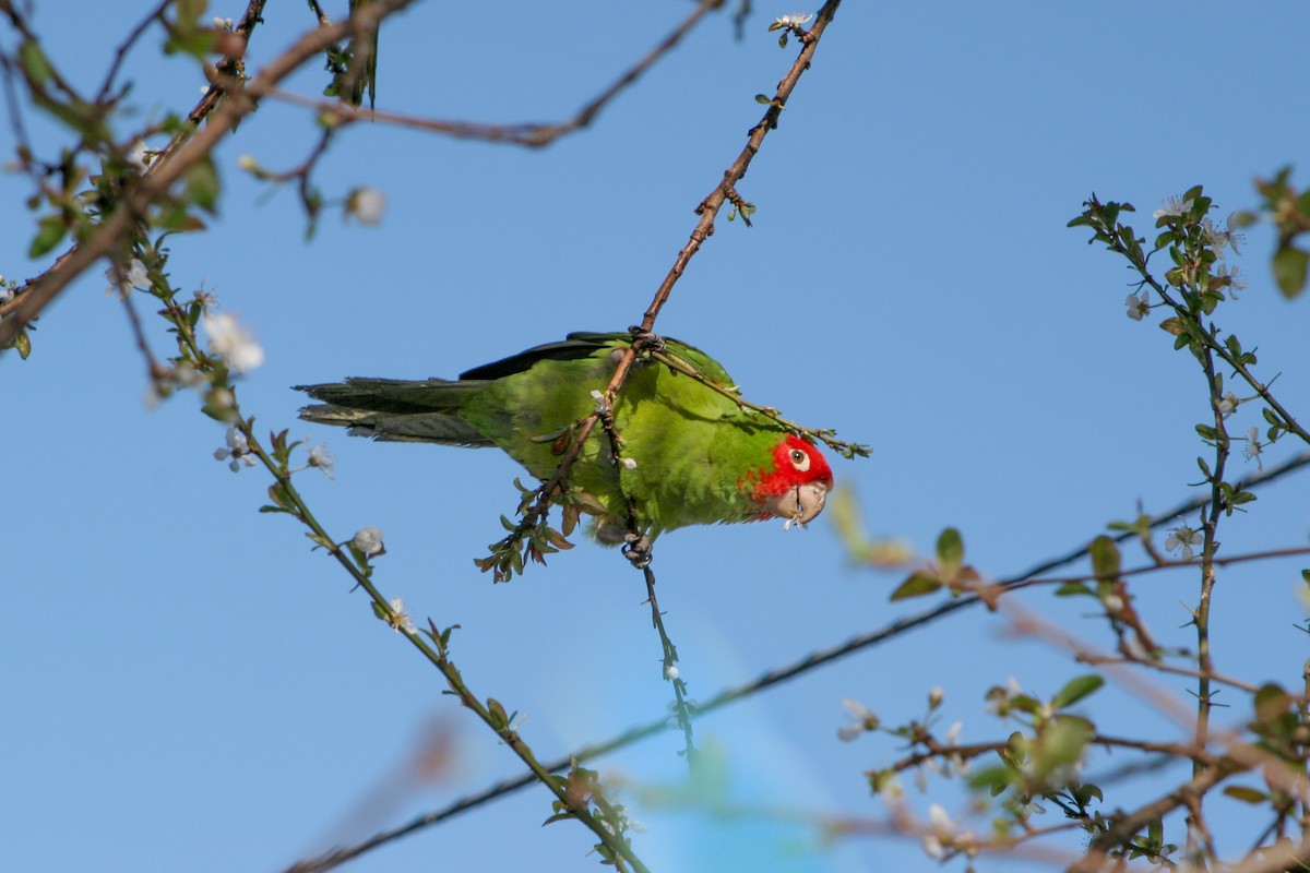 Guayaquil Papağanı - ML613216025