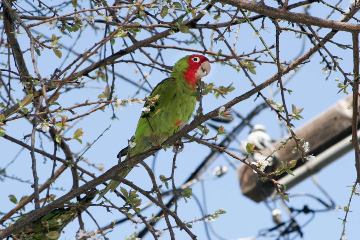 Guayaquil Papağanı - ML613216042