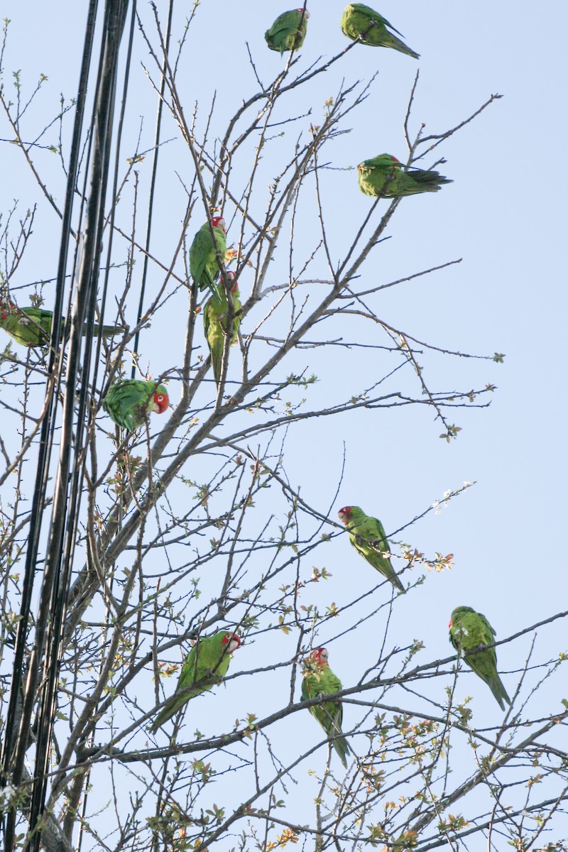 Guayaquil Papağanı - ML613216058