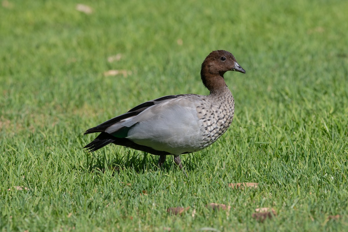 Maned Duck - Mael Glon