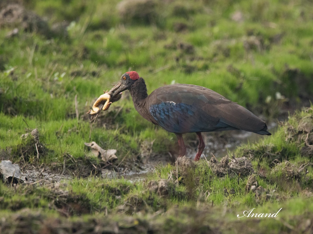 Red-naped Ibis - ML613216129