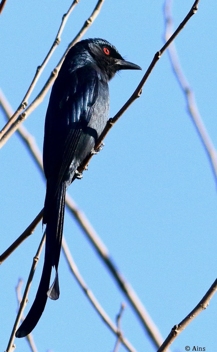 Kül Rengi Drongo - ML613216137