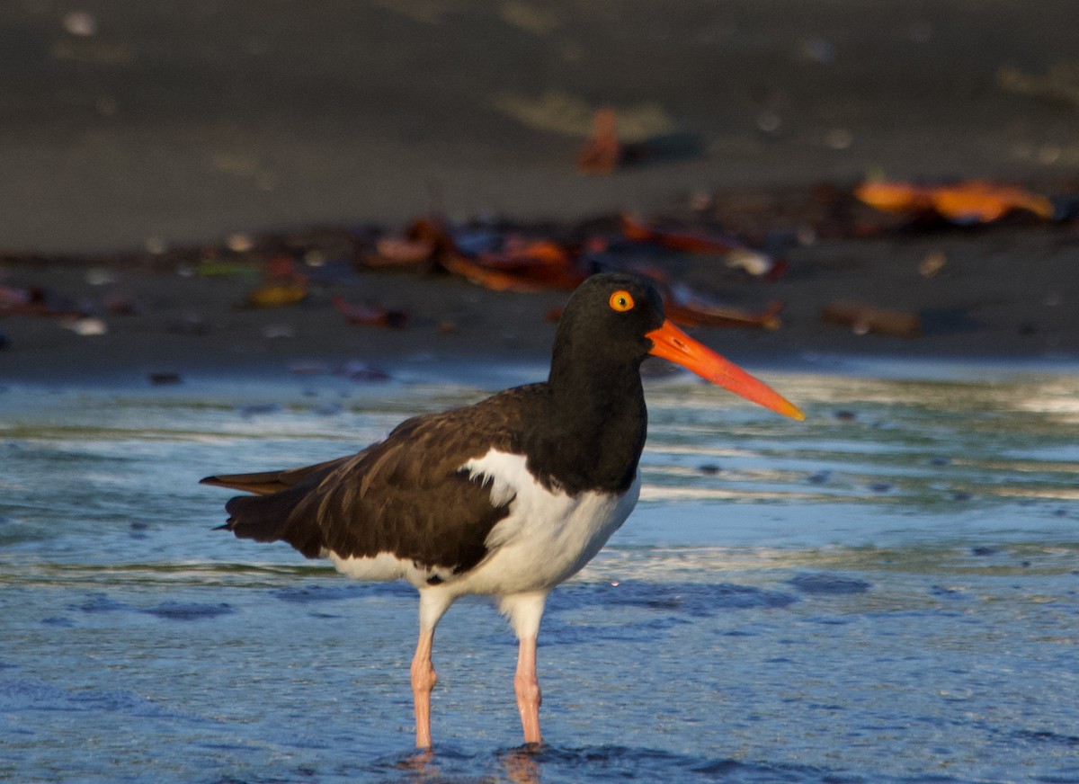 American Oystercatcher - ML613216210