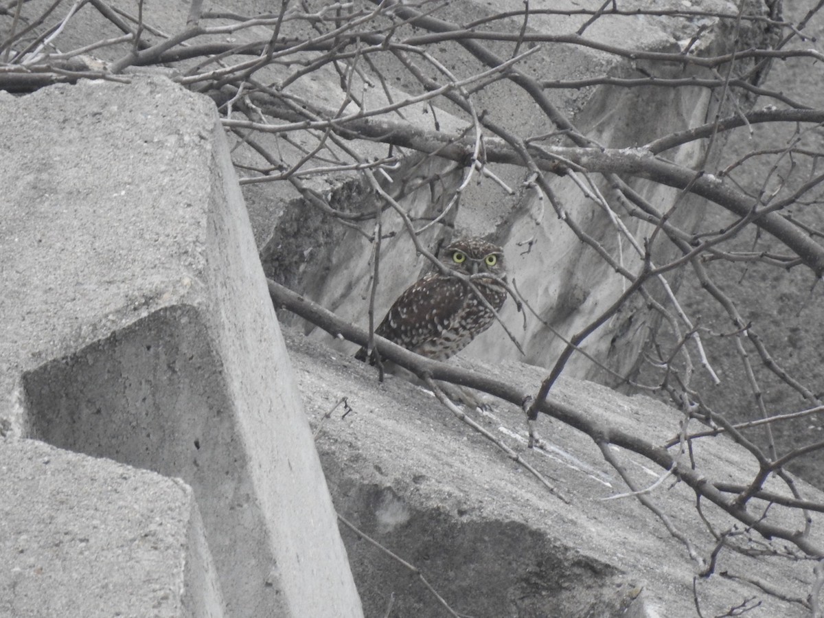 Burrowing Owl - ML613216221