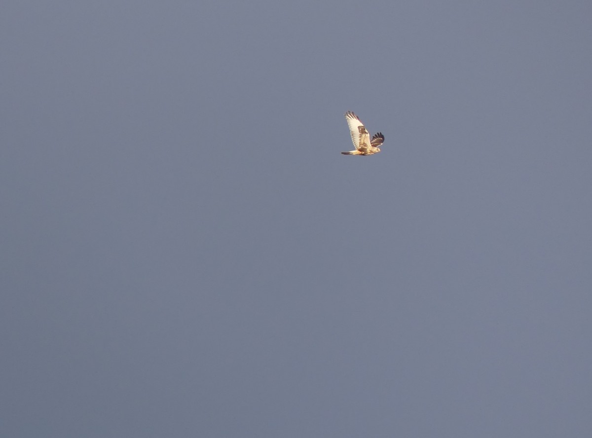 Rough-legged Hawk - ML613216226