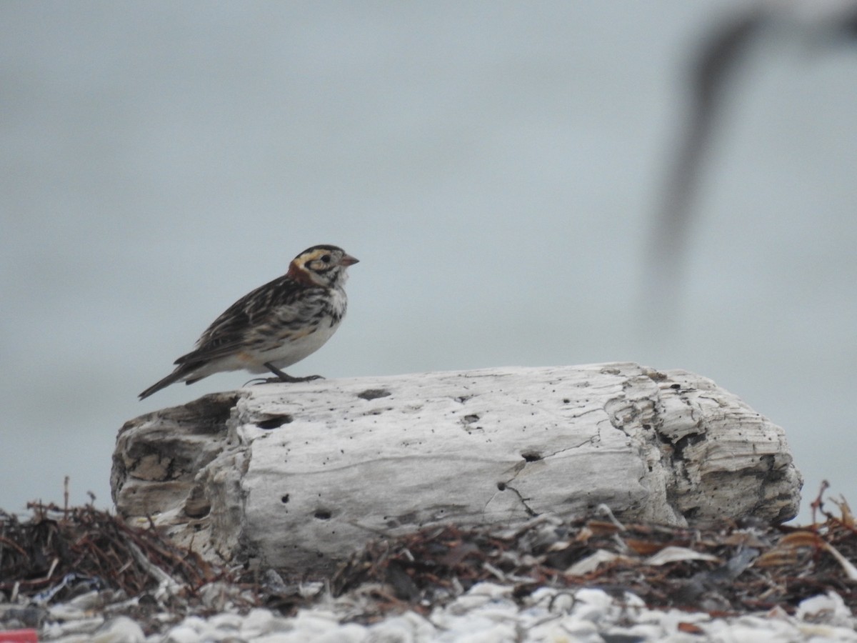 Lapland Longspur - ML613216227