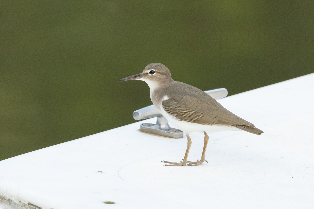 Spotted Sandpiper - ML613216232