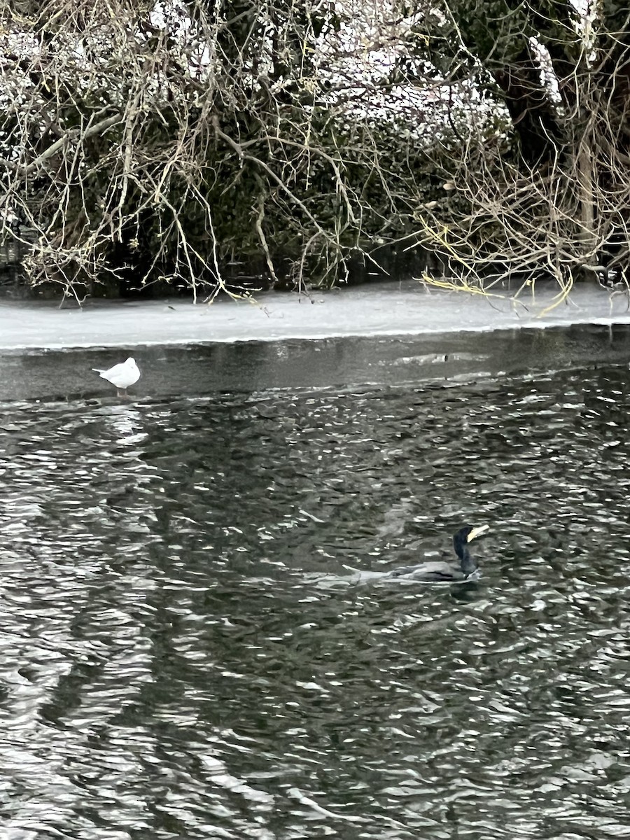 Great Cormorant - Anonymous