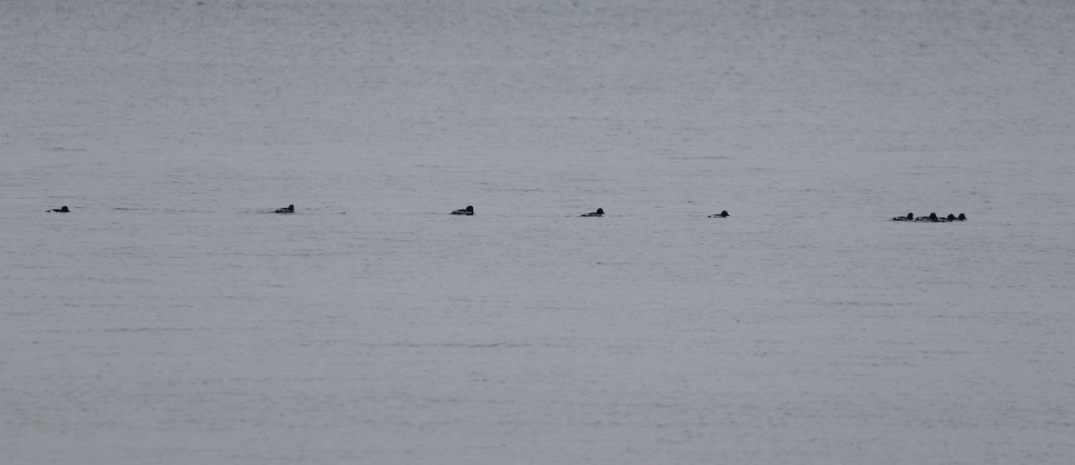 Common Goldeneye - ML613216387