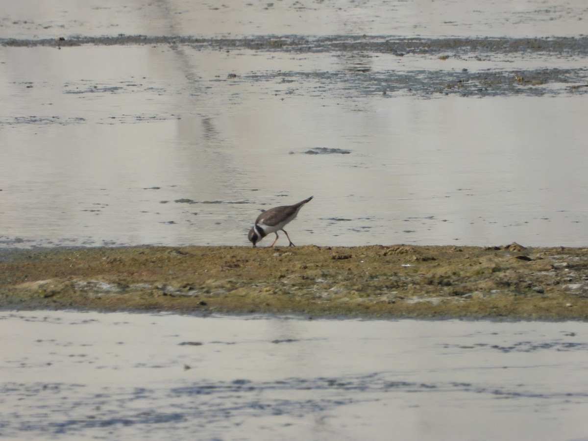 Common Ringed Plover - ML613216403