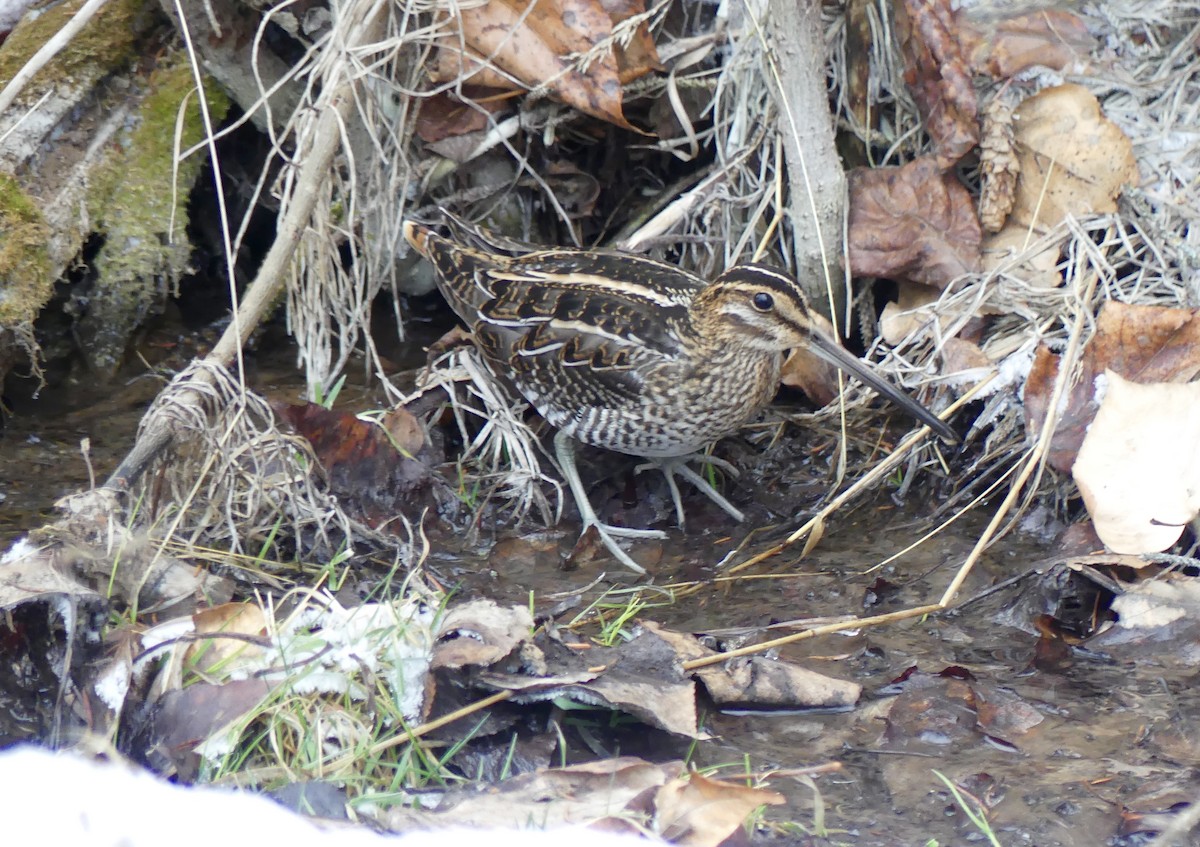 Wilson's Snipe - ML613216412