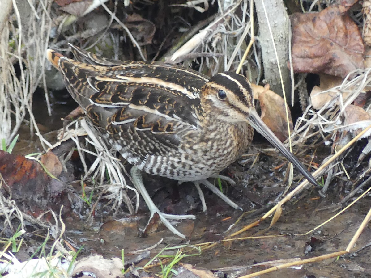 Wilson's Snipe - ML613216414