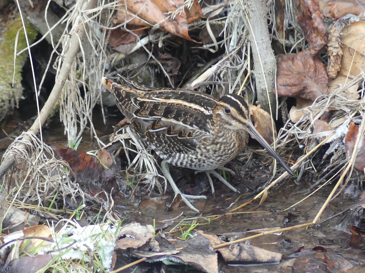 Wilson's Snipe - ML613216415