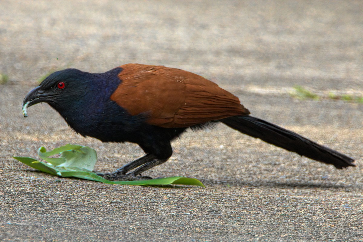 Grand Coucal - ML613216490