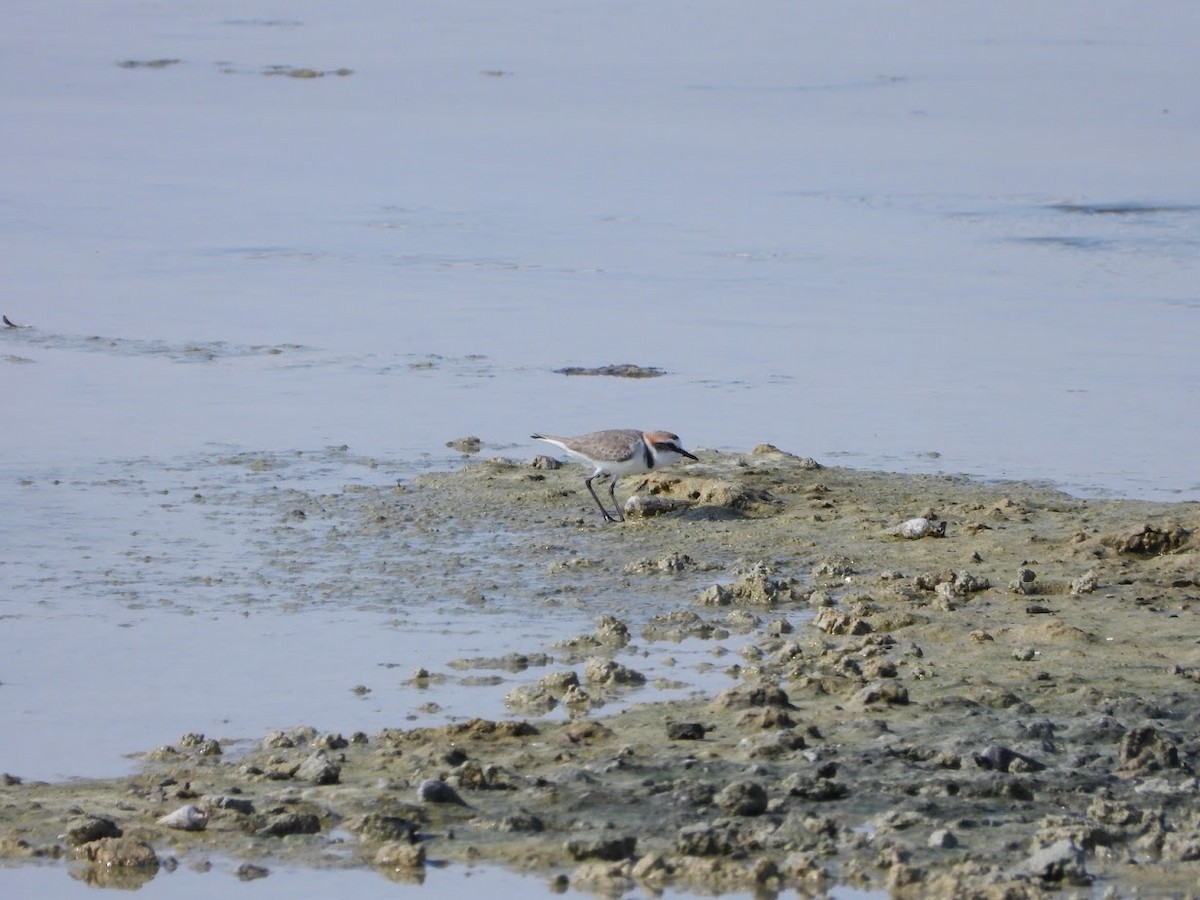 Kentish Plover - ML613216500