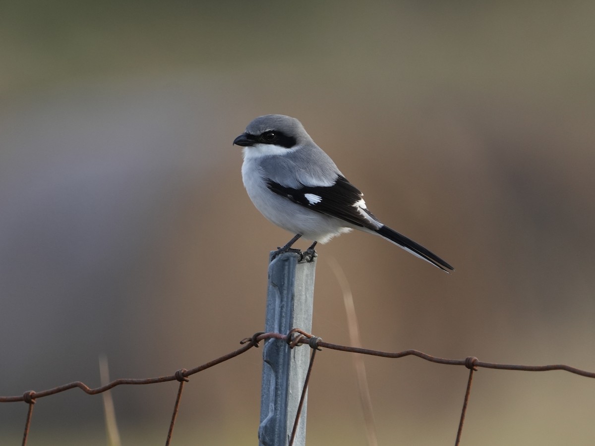 Loggerhead Shrike - ML613216534