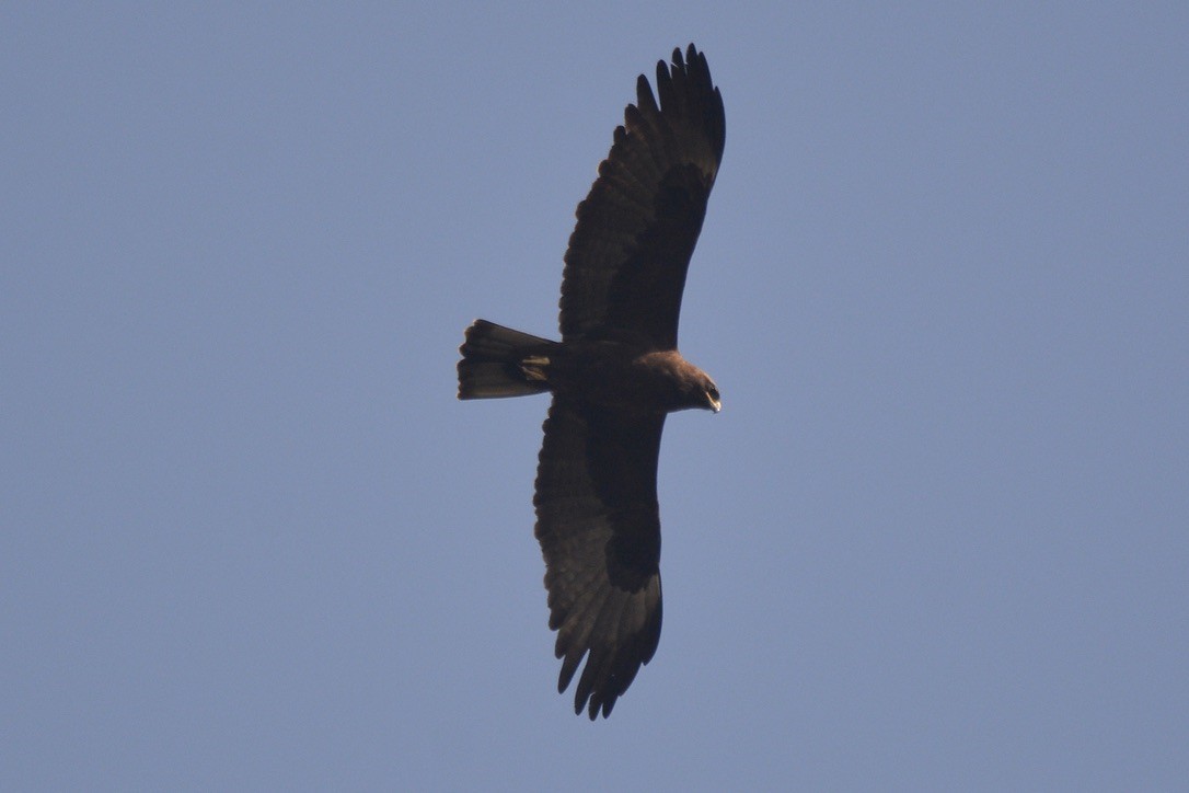 Wahlberg's Eagle - ML613216682