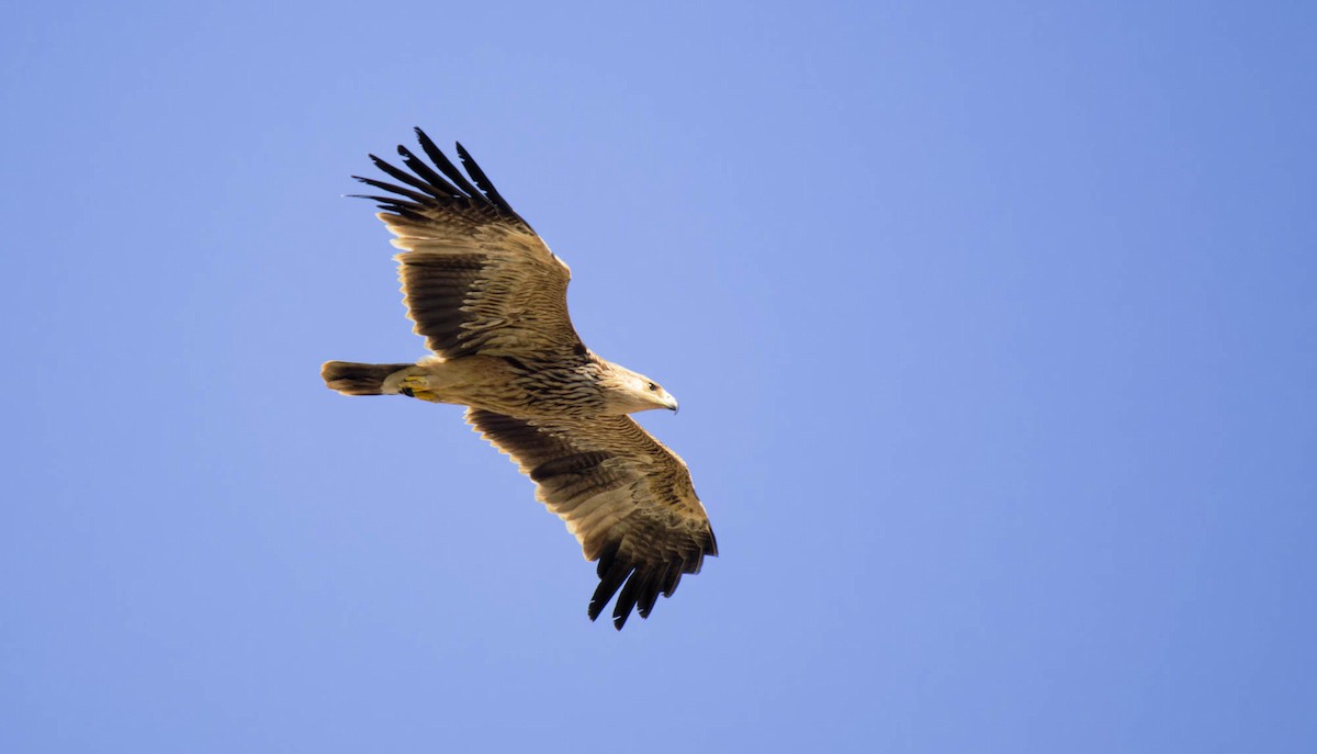 Imperial Eagle - Matti Rekilä