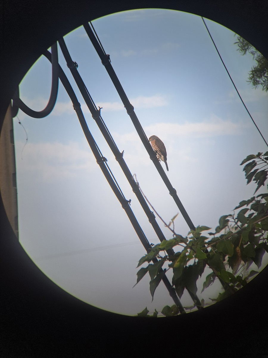 Crested Goshawk - ML613216731