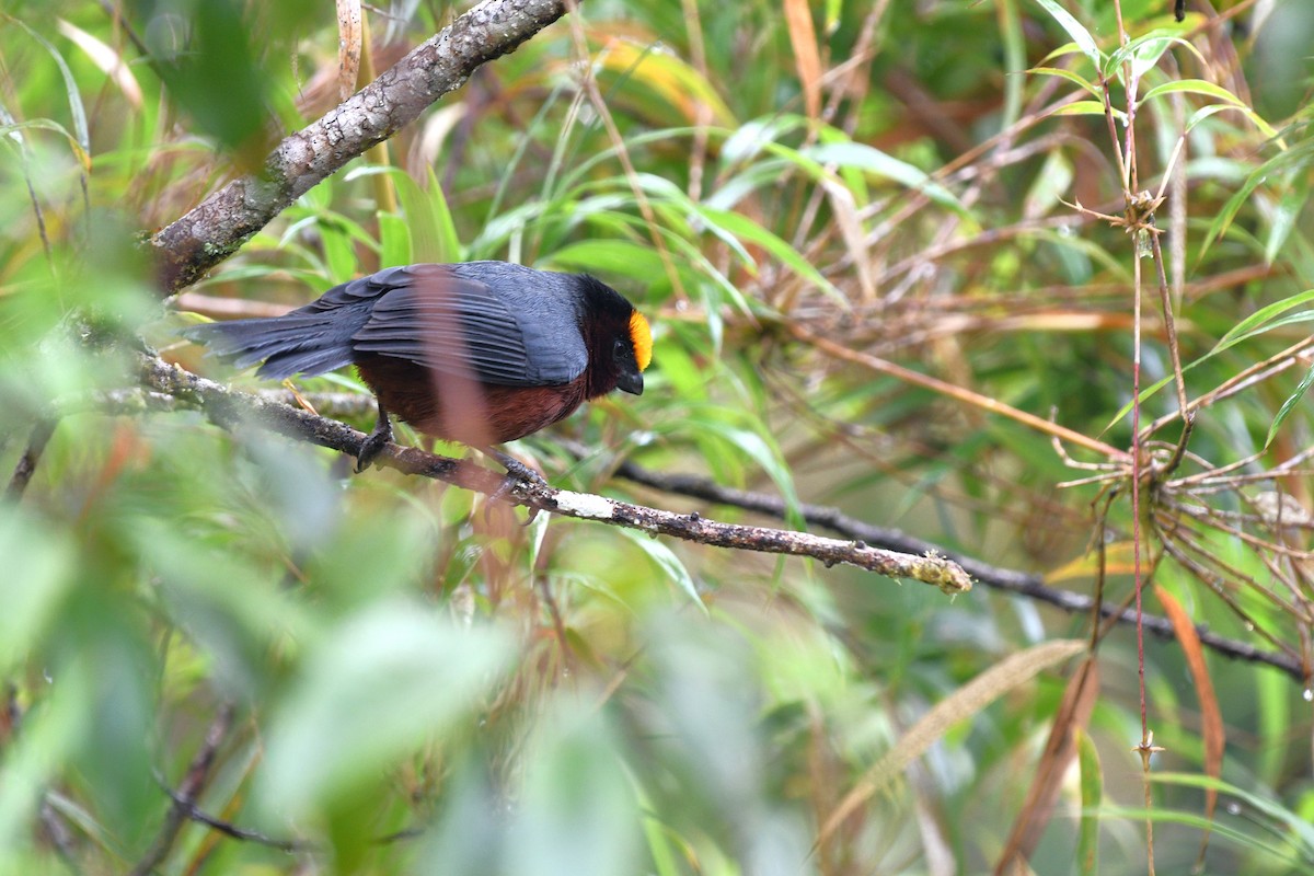 ズキンコウカンチョウ - ML613216759