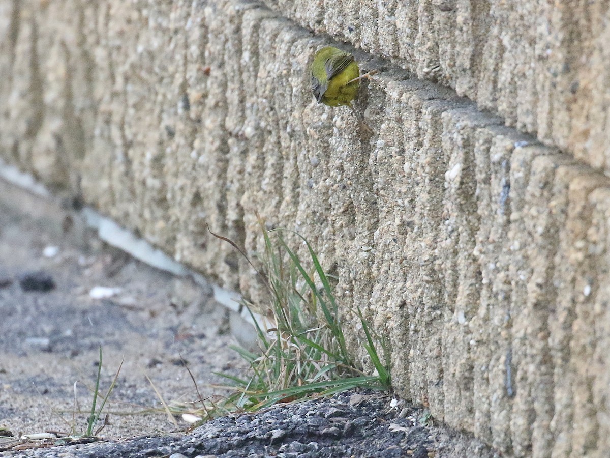 Wilson's Warbler - ML613216764