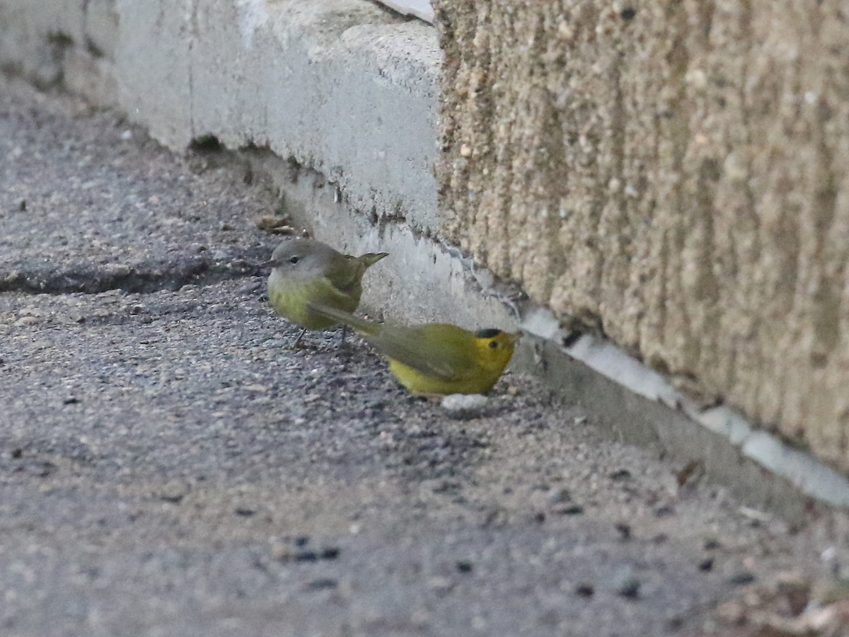 Wilson's Warbler - ML613216765