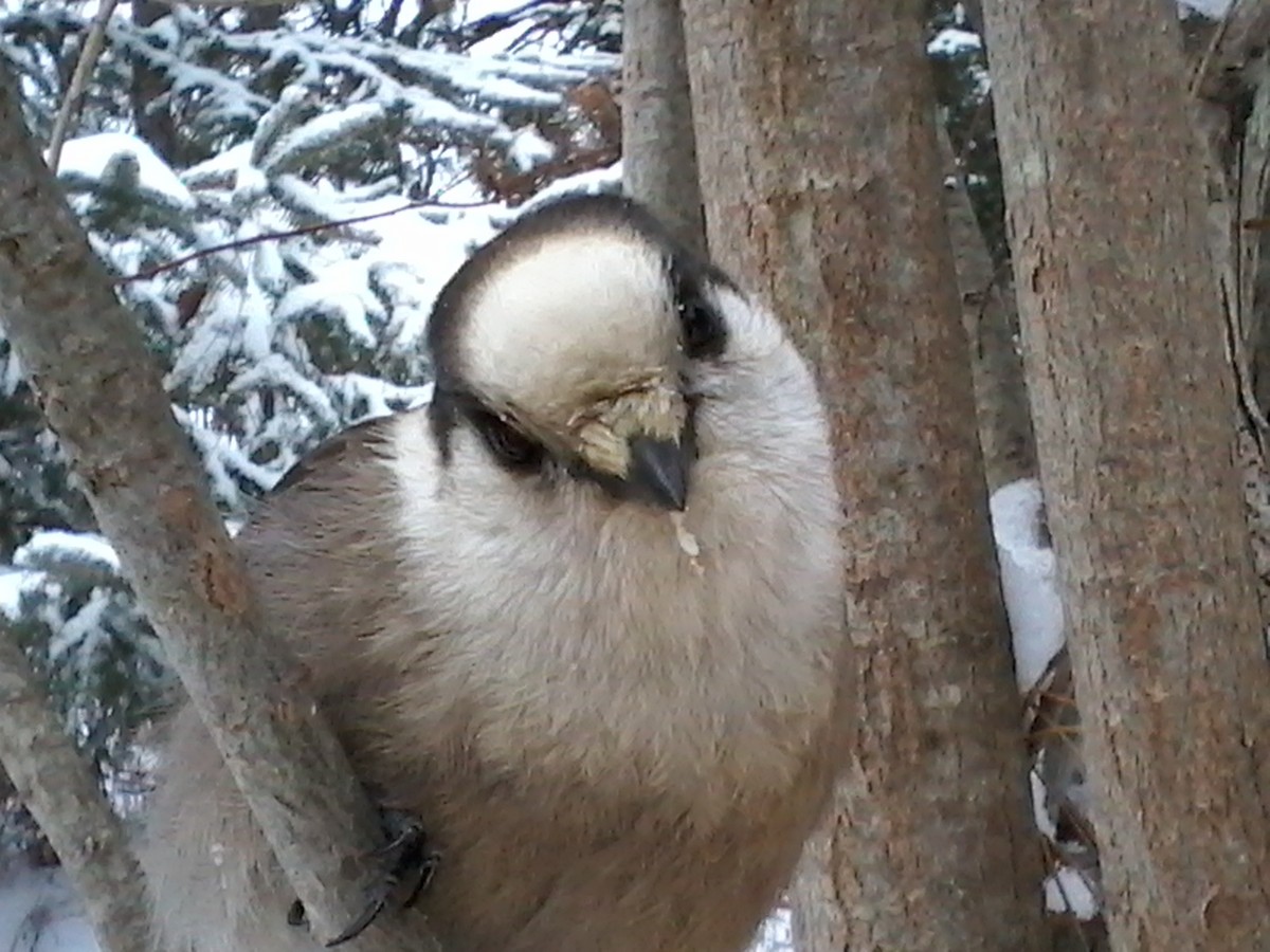 Canada Jay (Boreal) - ML613216814