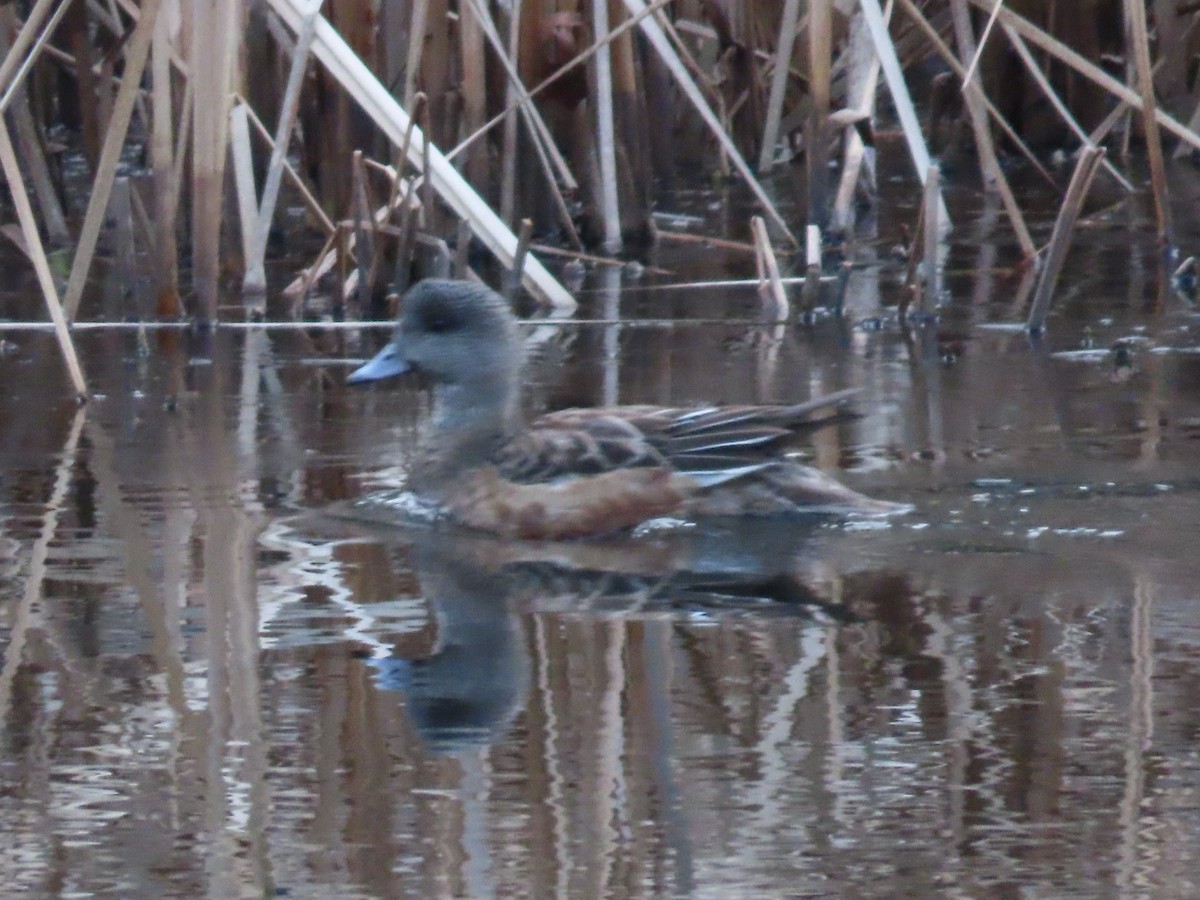 American Wigeon - ML613216818