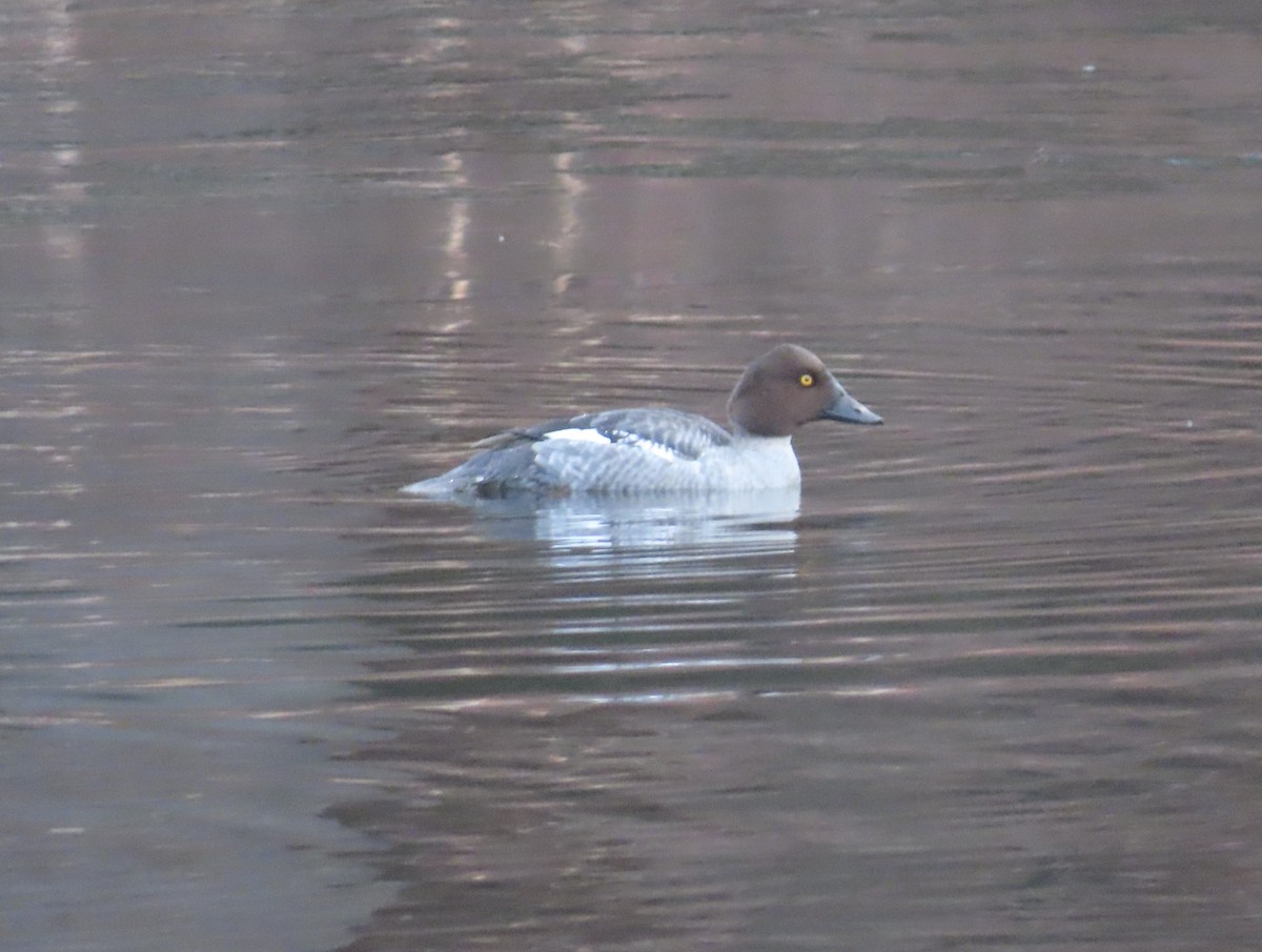 Common Goldeneye - ML613216822