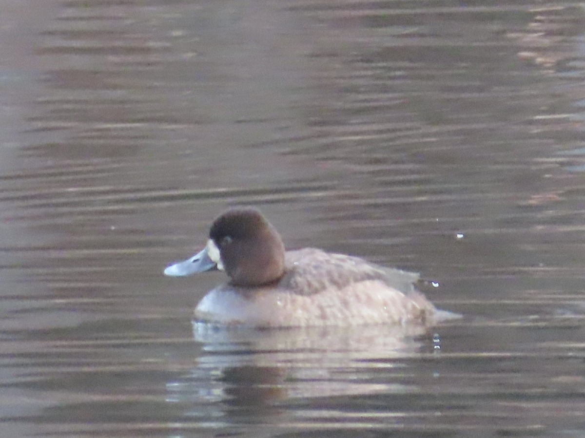 Greater Scaup - ML613216834