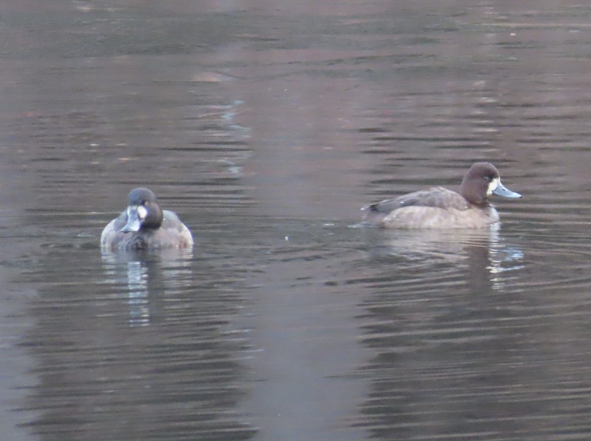 Greater Scaup - ML613216835